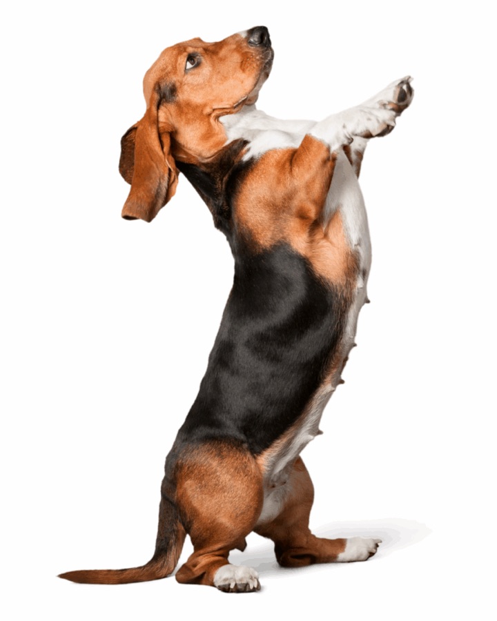 Cachorro na clínica The Vet