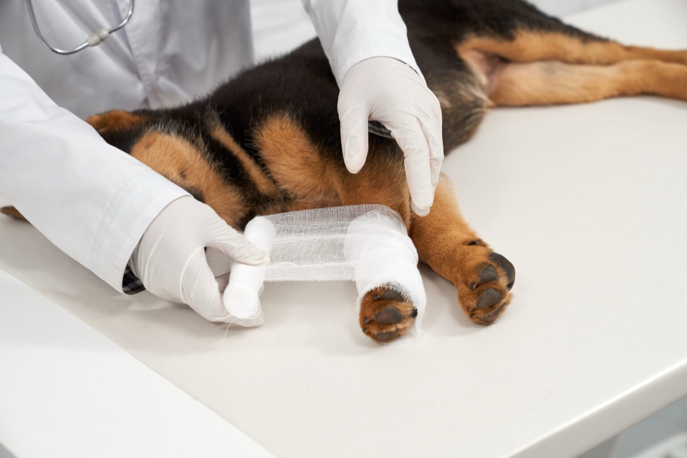 Veterinário cuidando de um cão na clínica The Vet