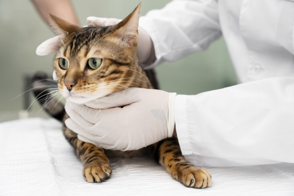 Clínica veterinária
