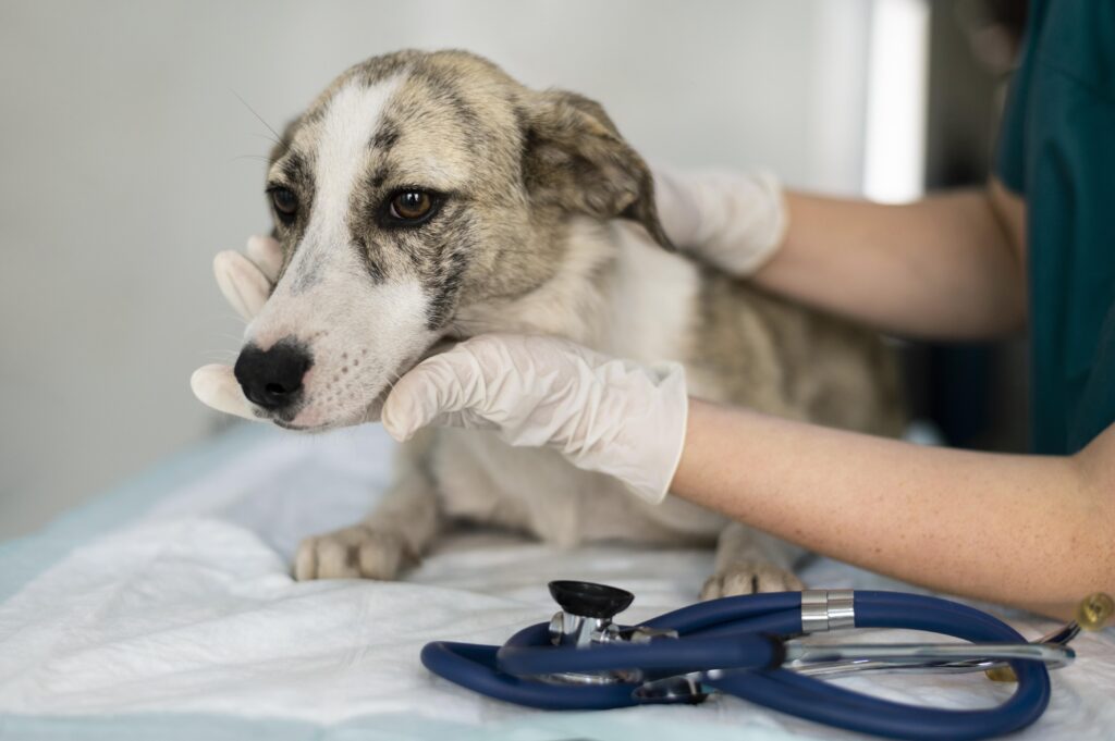 Emergência veterinária