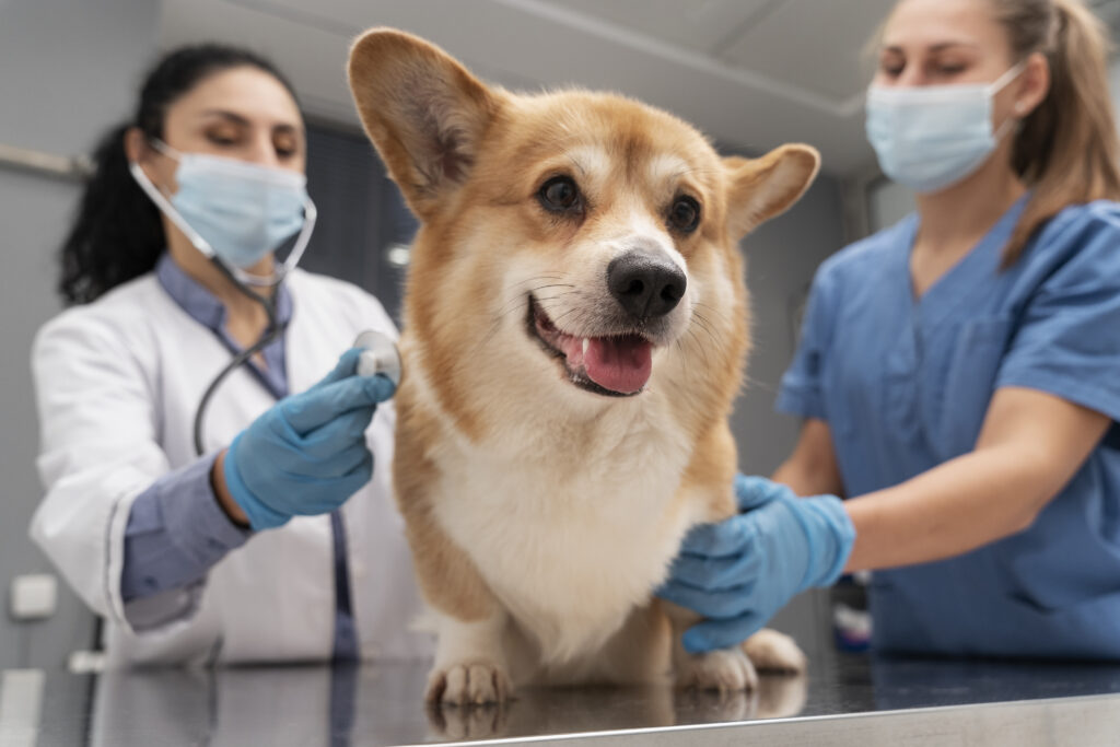 Medicina felina